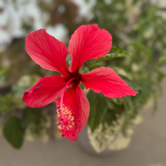 ハイビスカスには、2つの顔がある——種子のオイルと、花の浸出オイル