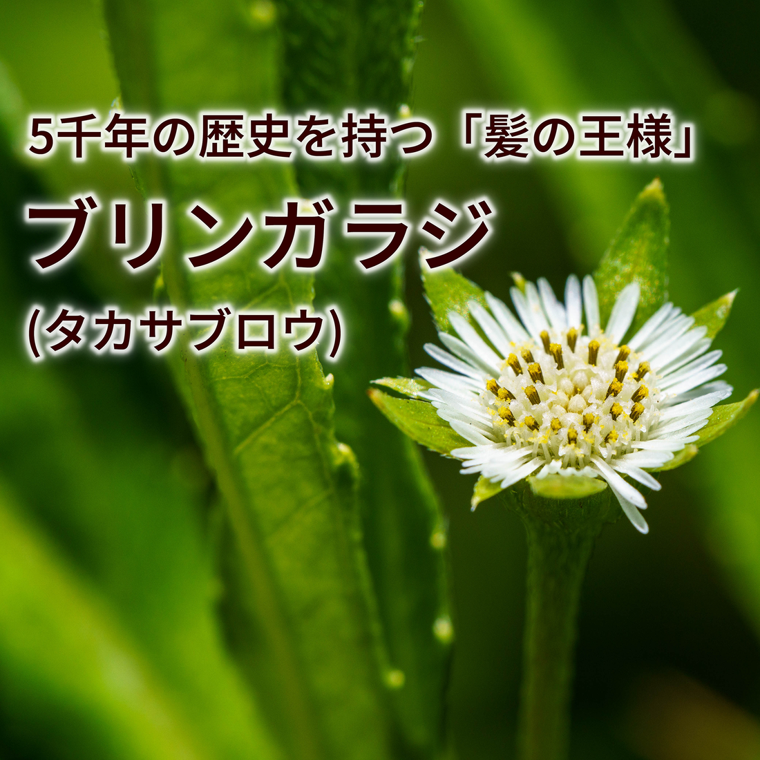 「髪の王様」と呼ばれるブリンガラジ　-意外に身近にある髪に良い薬草-