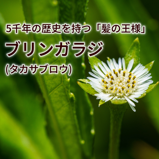 「髪の王様」と呼ばれるブリンガラジ　-意外に身近にある髪に良い薬草-